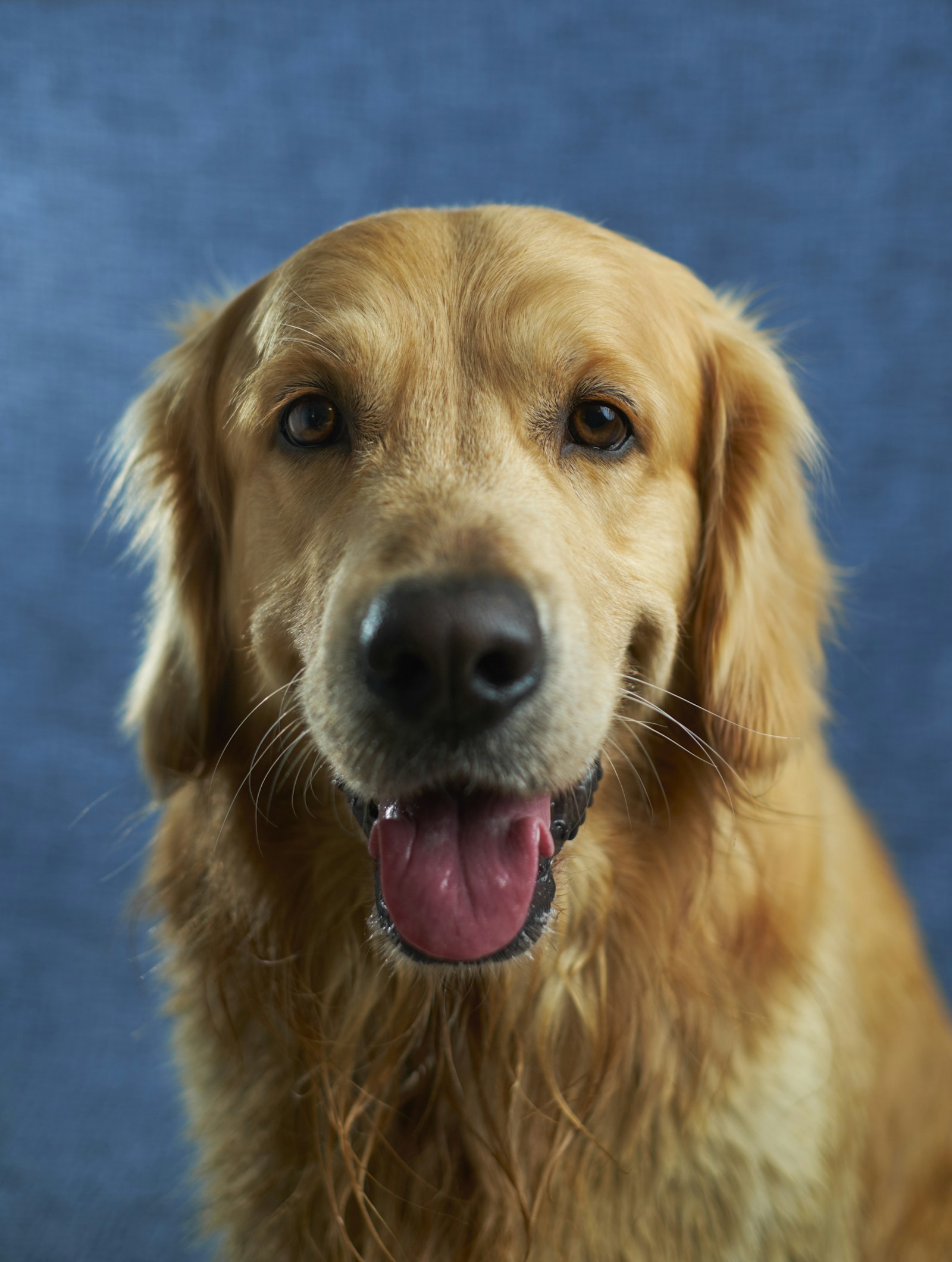 Golden retriever outdoors in warm evening light